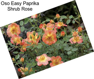 Oso Easy Paprika Shrub Rose