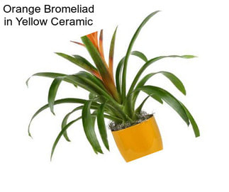 Orange Bromeliad in Yellow Ceramic