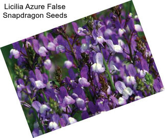 Licilia Azure False Snapdragon Seeds