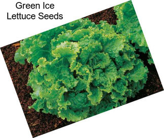 Green Ice Lettuce Seeds