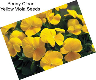 Penny Clear Yellow Viola Seeds
