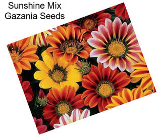Sunshine Mix Gazania Seeds