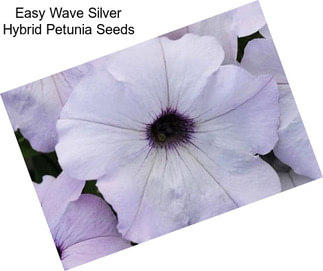 Easy Wave Silver Hybrid Petunia Seeds