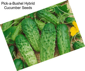 Pick-a-Bushel Hybrid Cucumber Seeds