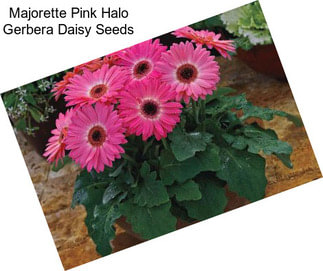 Majorette Pink Halo Gerbera Daisy Seeds