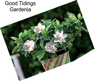 Good Tidings Gardenia