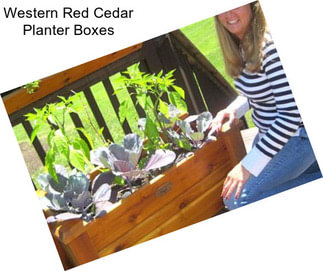 Western Red Cedar Planter Boxes