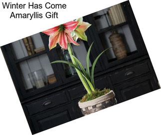 Winter Has Come Amaryllis Gift