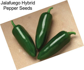 Jalafuego Hybrid Pepper Seeds