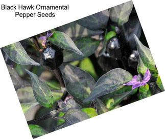 Black Hawk Ornamental Pepper Seeds
