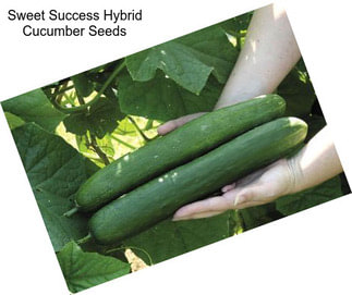 Sweet Success Hybrid Cucumber Seeds