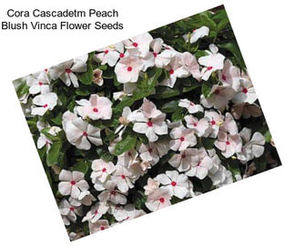 Cora Cascadetm Peach Blush Vinca Flower Seeds