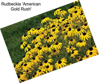 Rudbeckia \'American Gold Rush\'