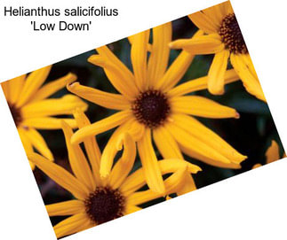 Helianthus salicifolius \'Low Down\'