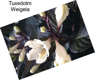 Tuxedotm Weigela