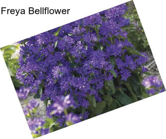Freya Bellflower