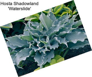 Hosta Shadowland \'Waterslide\'