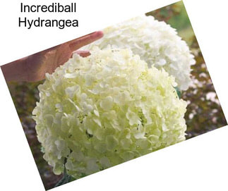 Incrediball Hydrangea
