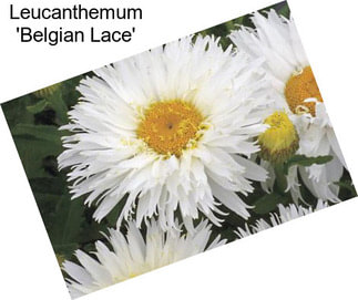 Leucanthemum \'Belgian Lace\'