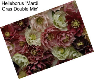 Helleborus \'Mardi Gras Double Mix\'