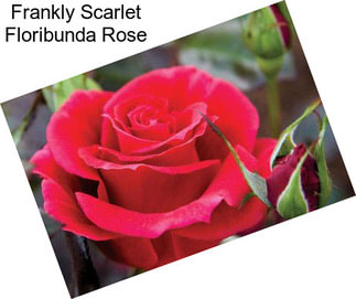 Frankly Scarlet Floribunda Rose