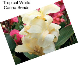 Tropical White Canna Seeds