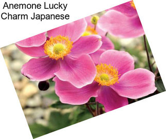 Anemone Lucky Charm Japanese
