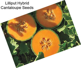 Lilliput Hybrid Cantaloupe Seeds