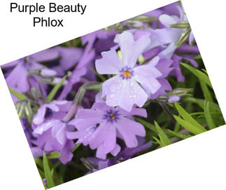 Purple Beauty Phlox