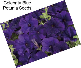 Celebrity Blue Petunia Seeds