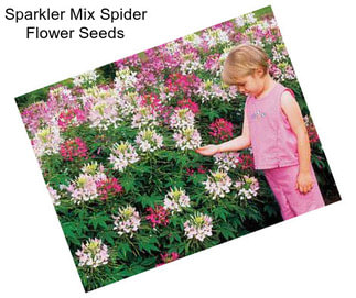 Sparkler Mix Spider Flower Seeds