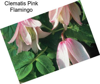 Clematis Pink Flamingo