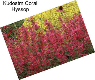 Kudostm Coral Hyssop