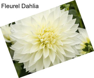 Fleurel Dahlia