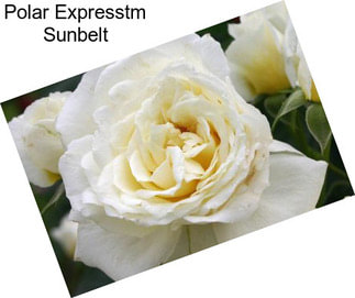 Polar Expresstm Sunbelt