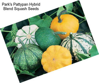 Park\'s Pattypan Hybrid Blend Squash Seeds
