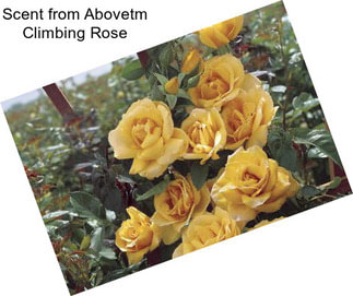 Scent from Abovetm Climbing Rose