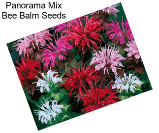 Panorama Mix Bee Balm Seeds