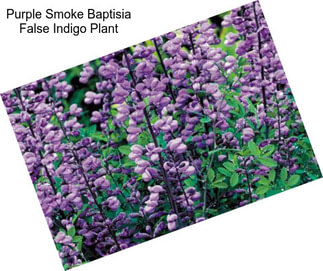 Purple Smoke Baptisia False Indigo Plant