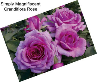 Simply Magnifiscent Grandiflora Rose