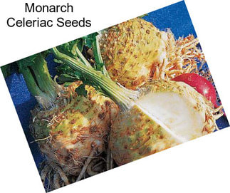 Monarch Celeriac Seeds
