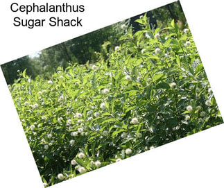 Cephalanthus Sugar Shack