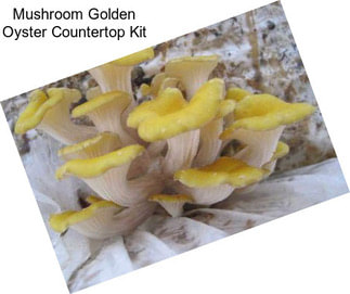 Mushroom Golden Oyster Countertop Kit