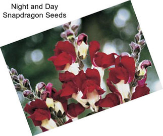 Night and Day Snapdragon Seeds