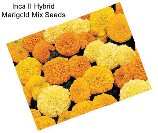 Inca II Hybrid Marigold Mix Seeds