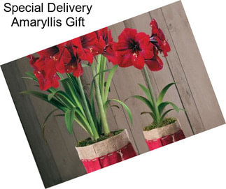 Special Delivery Amaryllis Gift