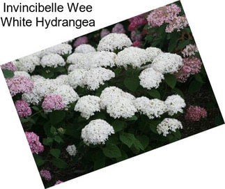 Invincibelle Wee White Hydrangea