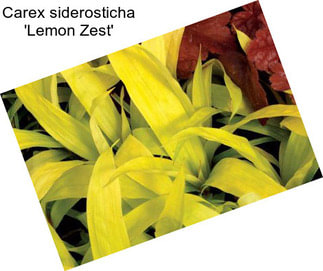 Carex siderosticha \'Lemon Zest\'