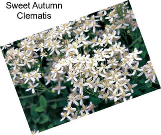 Sweet Autumn Clematis