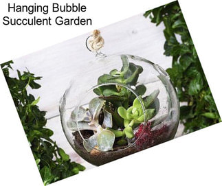 Hanging Bubble Succulent Garden